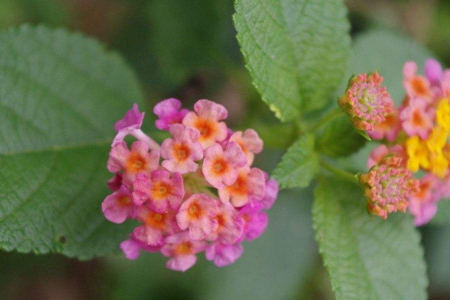 如意花怎么养