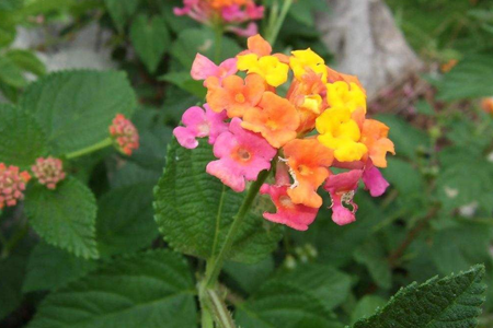 如意花怎么养