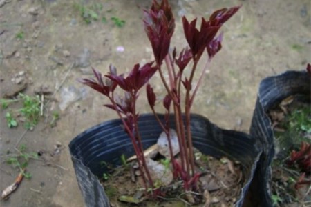 芍药花怎么繁殖
