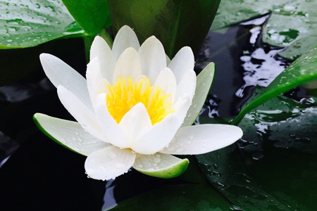 碗莲怎么养