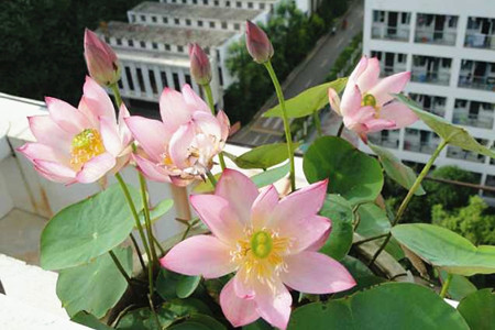 碗莲怎么养