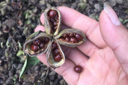 芍药花怎么繁殖