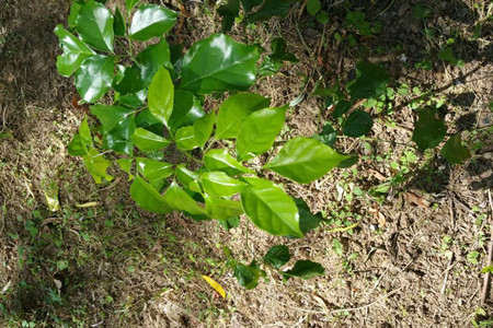 幸福树怎么养才茂盛