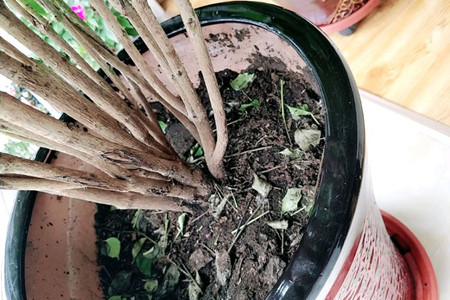幸福树怎么养才茂盛