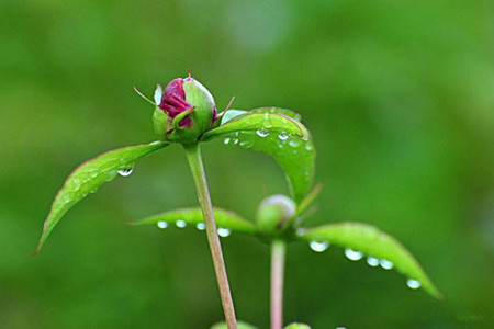 芍药花怎么浇水