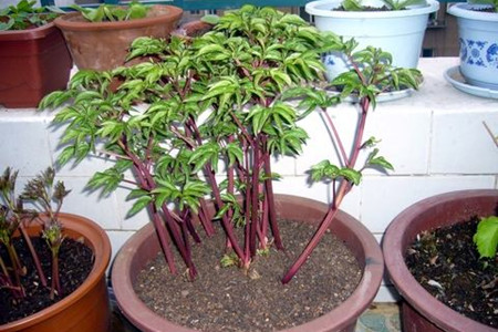 芍药花怎么浇水