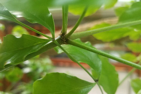 幸福树怎么养才茂盛