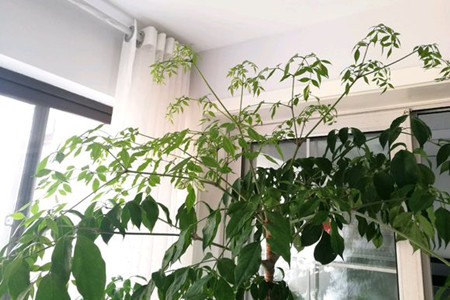 幸福树怎么养才茂盛