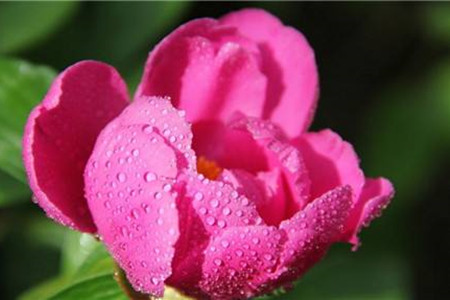 芍药花怎么浇水