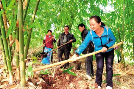 竹子怎么养