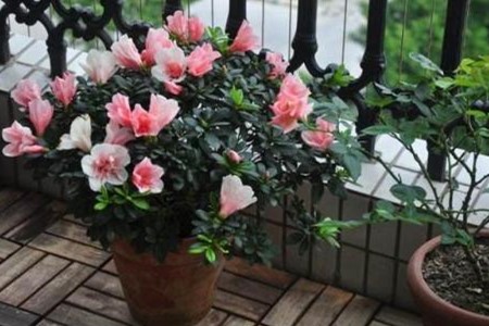家里怎么养杜鹃花
