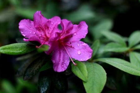 家里怎么养杜鹃花