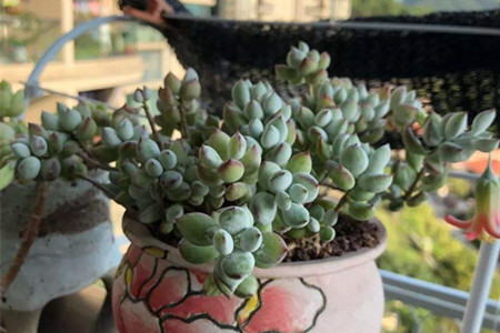 夏天多肉植物怎么养