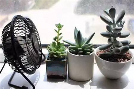 夏天多肉植物怎么养