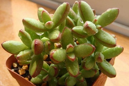 多肉植物怎么养才爆盆