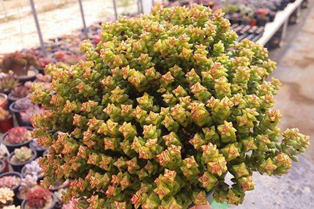 多肉植物怎么养才爆盆