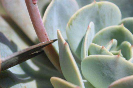 多肉植物怎么养才爆盆