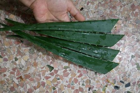 芦荟沒有根怎么养