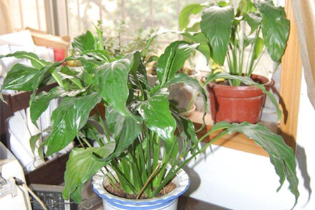 一帆风顺花怎么养