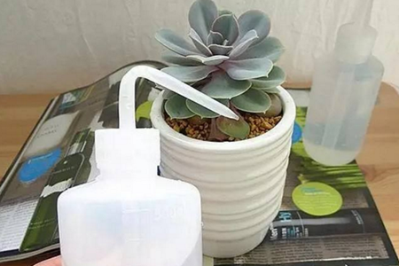 多肉植物怎么养殖