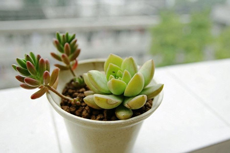 多肉植物怎么养殖