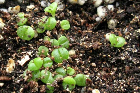 多肉植物怎么养殖