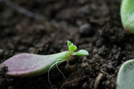 多肉植物怎么养殖