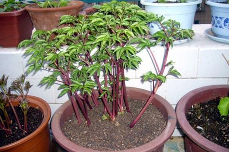 芍药花怎么施肥