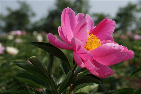 芍药花怎么施肥