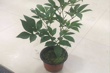 芍药花怎么施肥