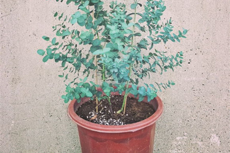 尤加利叶怎么养