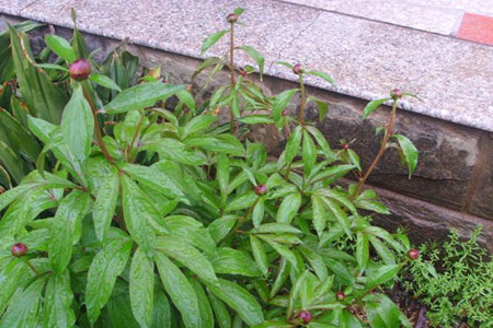 芍药花怎么不开花