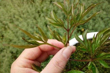 芍药花怎么不开花