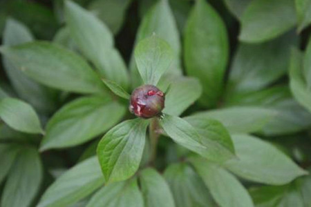 芍药花怎么不开花