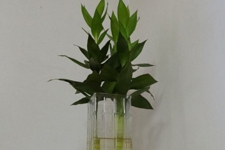 荷花竹怎么养