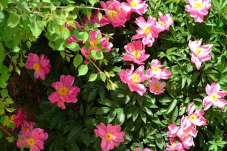 芍药花怎么种植