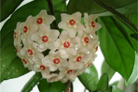 球兰花怎么养
