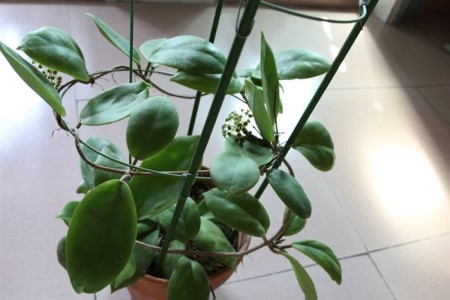 球兰花怎么养