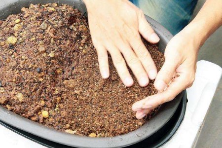 四季红山茶盆栽怎么养