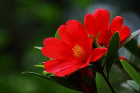 四季红山茶盆栽怎么养