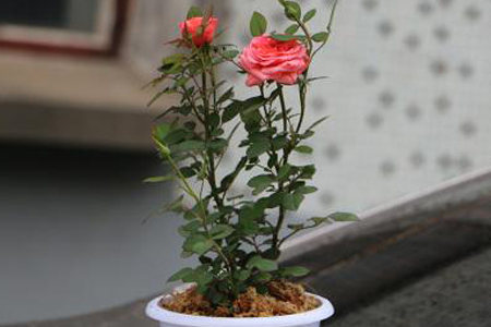 玫瑰花怎么养才不会枯萎