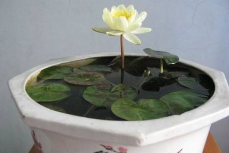 水培睡莲怎么养