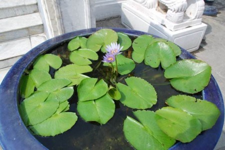 水培睡莲怎么养
