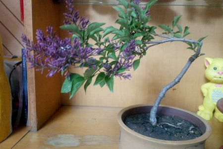 丁香花怎么养