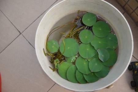 水培睡莲怎么养