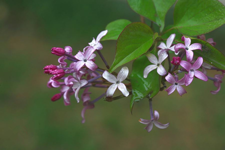 丁香花怎么养