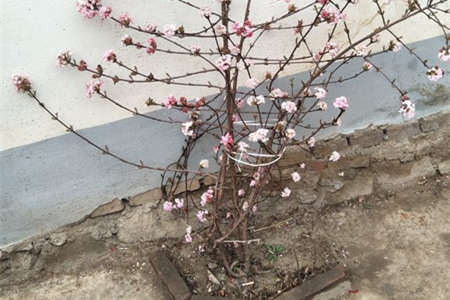 丁香花怎么养