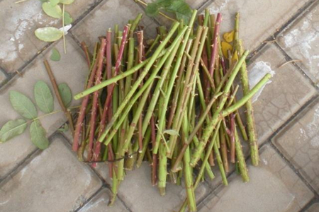 丁香花怎么养
