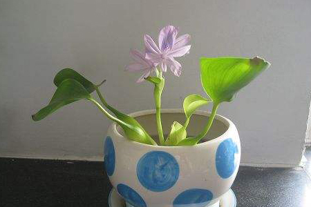 家养水葫芦怎么养