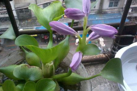 家养水葫芦怎么养